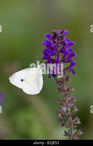 Kohlweißling Schmetterling Stockfoto