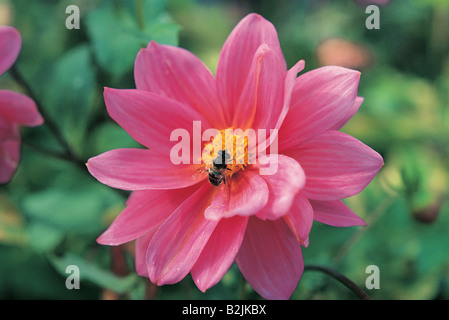 Nahaufnahme Detail der Honigbiene auf Dahlia Blume. Stockfoto