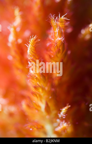 Celosia Argentea var. Cristata "Frischen Look Orange". Hahnenkamm "Frischen Look Orange" Blume abstrakt. Gefiederten Amaranth Stockfoto