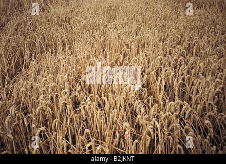 Nahaufnahme eines Weizenfeldes. UK. England. Stockfoto