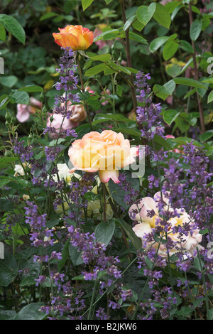 Nahaufnahme einer Sommergartengrenze mit Nepeta und Rosen, Großbritannien Stockfoto