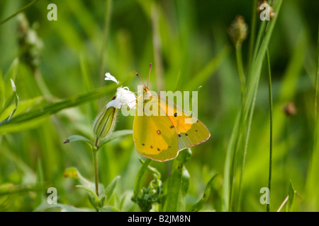 Gelben Schwefel Schmetterling Stockfoto