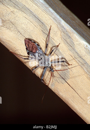 Rad-Bug (Arilus Cristatus) Stockfoto