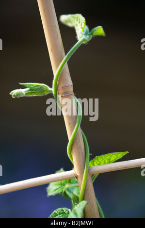 Phaseolus Coccineus. Junge Läufer Bohne Pflanze klettert Bambusrahmen Stockfoto