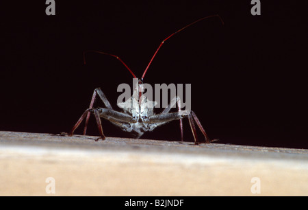 Rad-Bug (Arilus Cristatus) Stockfoto
