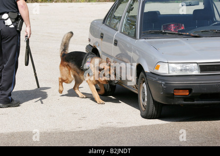 Ein Polizeihund auf der Suche nach Drogen auf ein altes Auto Stockfoto