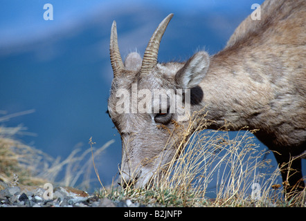 Bighorn Schaf (Ovis Canadensis) Streifen auf der Seite Mt Washburn Stockfoto