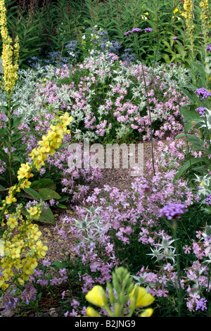 ENDE JULI IN DEN STEINGARTEN IN HOLBROOK MIT SAPONARIA MAX FREI UND ERYNGIUM GIGANTEUM SILVER GHOST Stockfoto