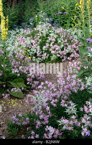 ENDE JULI IN DEN STEINGARTEN IN HOLBROOK MIT SAPONARIA MAX FREI UND ERYNGIUM GIGANTEUM SILVER GHOST Stockfoto