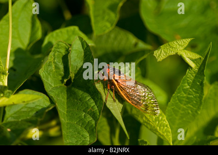 17-jährige periodische Zikade (Magicicada Spp) auf grünen Blättern Stockfoto