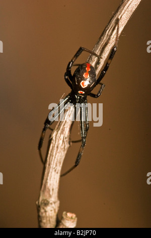 Schwarze Witwe (Latrodectus Matrans) Stockfoto