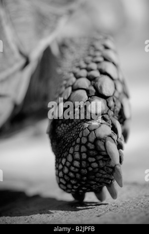 Nahaufnahme von einem Spornschildkröte Fuß Stockfoto
