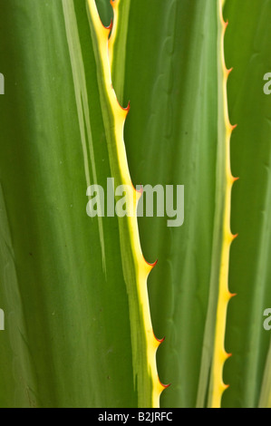 Agave-Pflanze in Somali-Region, Äthiopien, Afrika. Stockfoto