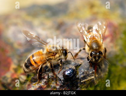 Zwei Arbeiter-Honigbienen, APIs mellifera, Trinkwasser aus einem Vogelbad an einem 100 Grad Sommertag. Oklahoma, USA. Stockfoto