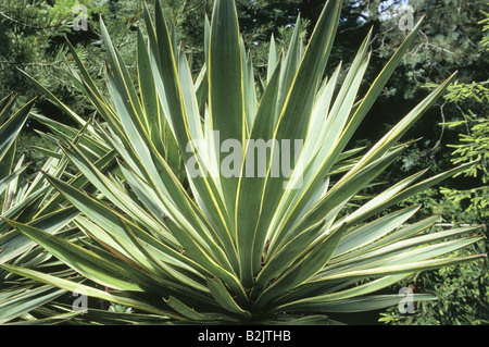 Botanik, Spanische Dolch (Yucca gloriosa Variegata), Mehrjährige, Additional-Rights - Clearance-Info - Not-Available Stockfoto