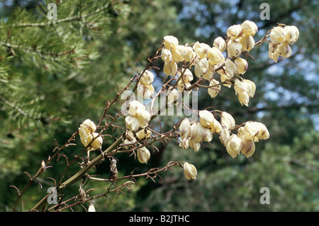 Botanik, Spanische Dolch (Yucca gloriosa Variegata), Blume, Additional-Rights - Clearance-Info - Not-Available Stockfoto
