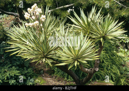 Botanik, Spanische Dolch (Yucca gloriosa Variegata), ausdauernde Staude mit Blume, Additional-Rights - Clearance-Info - Not-Available Stockfoto