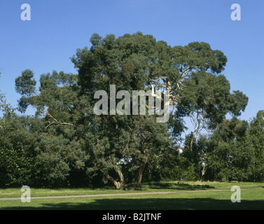 Botaniy, Eukalyptus, Parvifolia 'Small leaved Gum" in Kew Gardens, London, Großbritannien, Additional-Rights - Clearance-Info - Not-Available Stockfoto