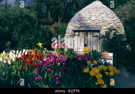 Tulpen in der gemäßigten Zone Biome auf Eden Projekt Cornwall UK Stockfoto