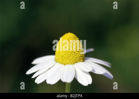 Botanik, Kamille, Kamille (Matricaria Chamomilla), Additional-Rights - Clearance-Info - Not-Available Stockfoto