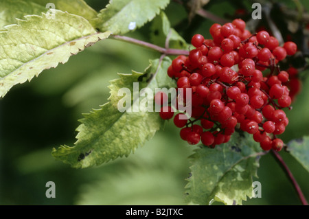 Botanik, Holunder (sambucus), Europäische Roter Holunder (Sambucus racemosa), Früchte, bei der Zweigstelle, Additional-Rights - Clearance-Info - Not-Available Stockfoto