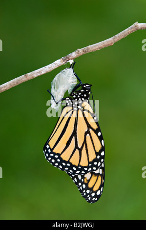 Trocknende Monarch-Schmetterling seine Flügel nach Emerging aus seiner Puppe Stockfoto