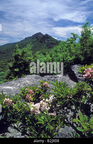 Blühende Mountain Laurel und Ansicht von Großvater Berg Avery County North Carolina Stockfoto