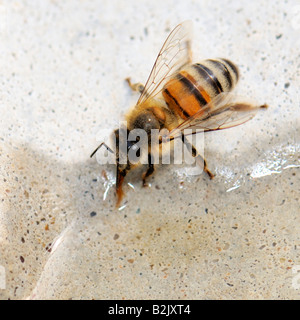 Arbeiter-Honigbiene, APIs mellifera, trinkt Wasser aus einem Vogelbad an einem 100 Grad Sommertag. Oklahoma, USA. Stockfoto