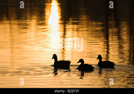 Silhouette der drei Mallard Enten Swiiming am Teich bei Sonnenaufgang Webster County Kentucky Stockfoto