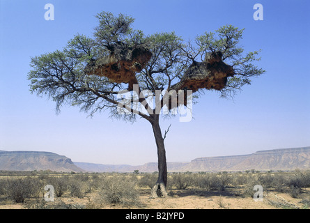 Zoologie/Tiere, Vogel/Vogel, Widowbirds, (Ploceidae), Baum mit Nester, Namib-Naukluft Park, Namibia, Verbreitung: Afrika, Australien, Europa, Asien, Additional-Rights - Clearance-Info - Not-Available Stockfoto