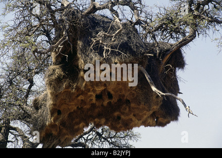 Zoologie/Tiere, Vogel/Vogel, Widowbirds, (Ploceidae), Nest in, Namib-Naukluft Park, Namibia, Verbreitung: Afrika, Australien, Europa, Asien, Additional-Rights - Clearance-Info - Not-Available Stockfoto