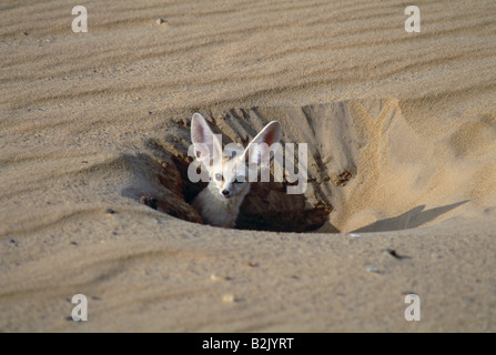 Zoologie/Tiere, Säugetiere, Säugetier/Canidae, Fennec (Vulpes zerda), Dünen in der Nähe von Dongola, Sudan, Verbreitung: Afrika und Asien - Additional-Rights Clearance-Info - Not-Available Stockfoto