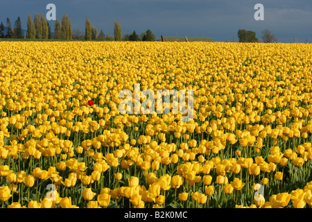 Einzelne rote Tulpe im Bereich der gelben Tulpen.  Skagit Valley, Washington USA. Stockfoto