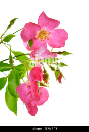 Wilde Englische rose rot rosa grünes Blatt Ausschnitt auf weißem Hintergrund Blumenstrauß auf weißem Hintergrund Wildnis Stockfoto