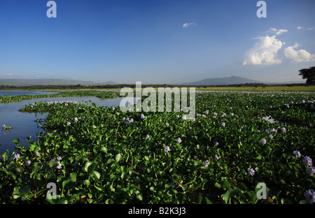 Blick über das Wasser-Hyazinthe Lake Naivasha, Kenia Stockfoto