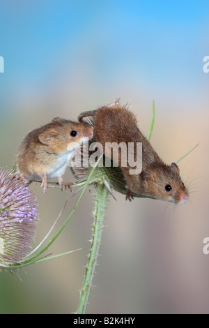 Ernte Maus Micromys Minutus Potton Bedfordshire Stockfoto