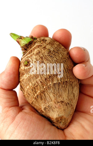 Taro Colocasia esculenta Stockfoto