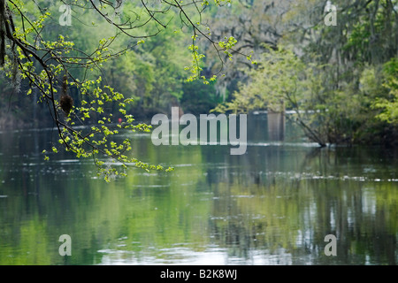 Suwanee River White Springs, Florida, USA Stockfoto