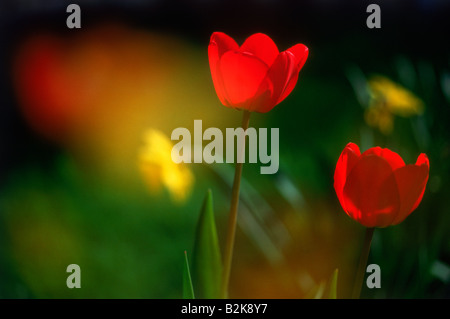 Rote Tulpen im Garten hervorgehoben durch Sonnenlicht Stockfoto