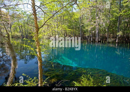 Manatee Springs state Park in der Nähe von Chiefland, Florida Stockfoto