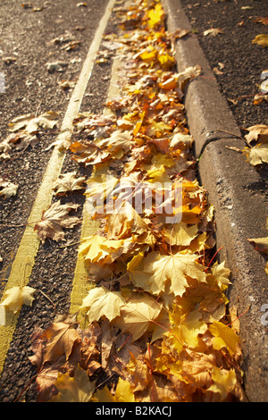 Doppelten gelben Parkplatz Linien und gelben Baum im Herbst, Exeter, Devon, UK Stockfoto