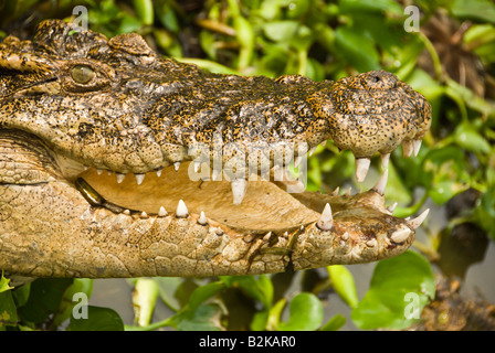 Tier Bild bei Crocodile Farm Samui Insel Thailand Crocodile Stockfoto