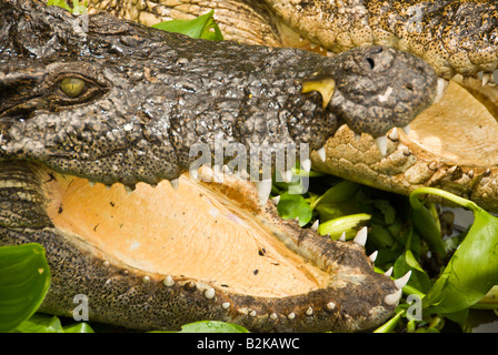 Tier Bild bei Crocodile Farm Samui Insel Thailand Crocodile Stockfoto