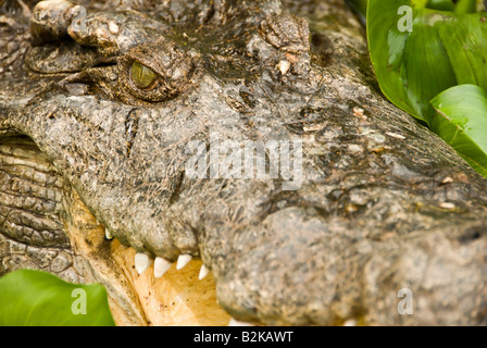 Tier Bild bei Crocodile Farm Samui Insel Thailand Crocodile Stockfoto