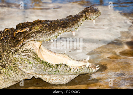 Tier Bild bei Crocodile Farm Samui Insel Thailand Crocodile Stockfoto