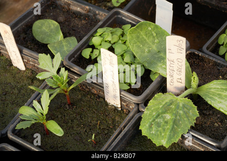 "El Greco F1" Hybrid Zucchini Jungpflanze, französische Ringelblume und Basilikum-Setzlinge Stockfoto