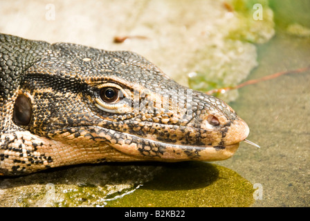 Tier Bild bei Crocodile Farm Insel Koh Samui Thailand. Stockfoto