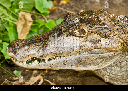 Tier Bild aufgenommen am Krokodil Krokodil Farm Insel Koh Samui Thailand Stockfoto