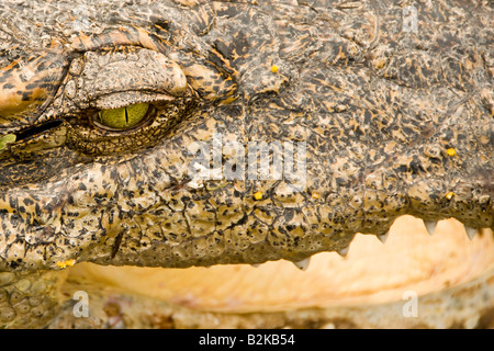 Tier Bild bei Crocodile Farm Samui Insel Thailand Crocodile Stockfoto