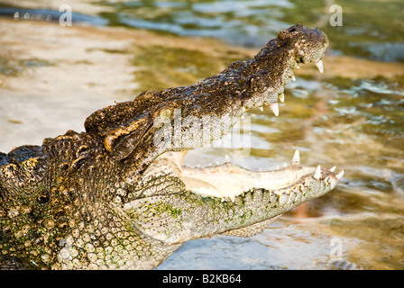 Tier Bild bei Crocodile Farm Samui Insel Thailand Crocodile Stockfoto